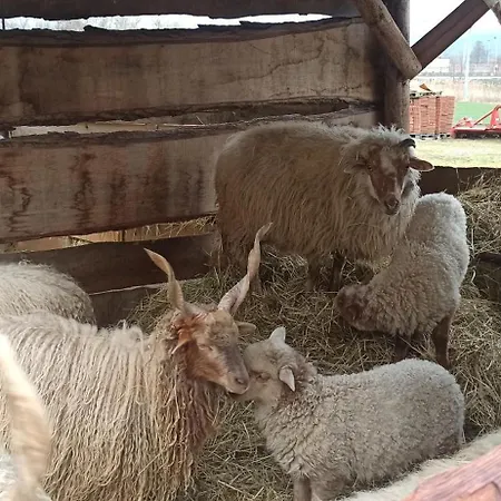 U Kočky
