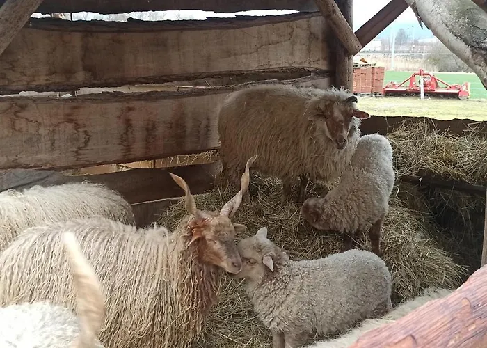 U Kočky